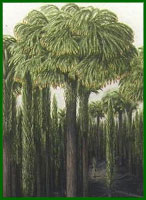 Giant club-mosses.  The younger ones are unbranched poles largely covered in leaves.  As the apex divides to produce successively smaller branches the leaves are progressively lost on the older parts of the plant.