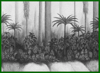 A view of a densely covered levee from the centre of a river. Tree ferns and seed ferns grow on the bank while the giant club-mosses are growing in the low-lying swamps behind.