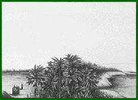 A view along an isolated levee bank after the swamp (to the left) has been flooded by the river (to the right). 